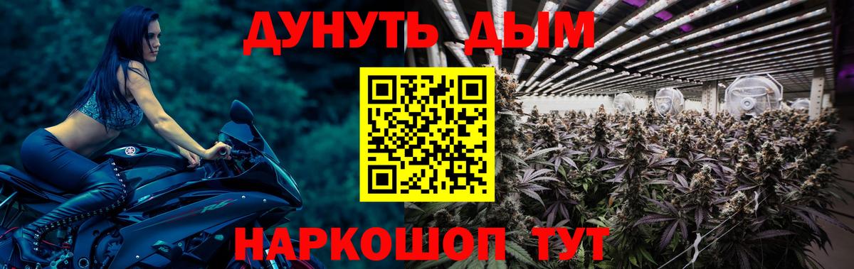 Каннабис гибрид Губкинский